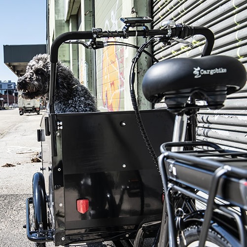 cargobike-dog-loc-2