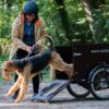 babboe-dog-honden-bakfiets_1